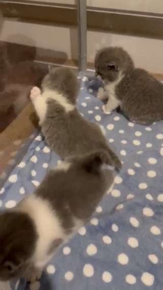 British Shorthair kittens in Birmingham