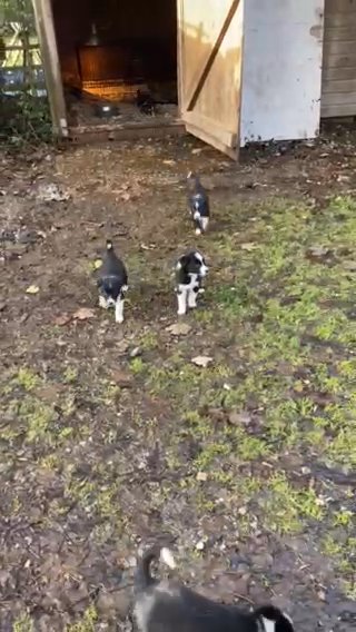 Superb Border Collies in Staffordshire