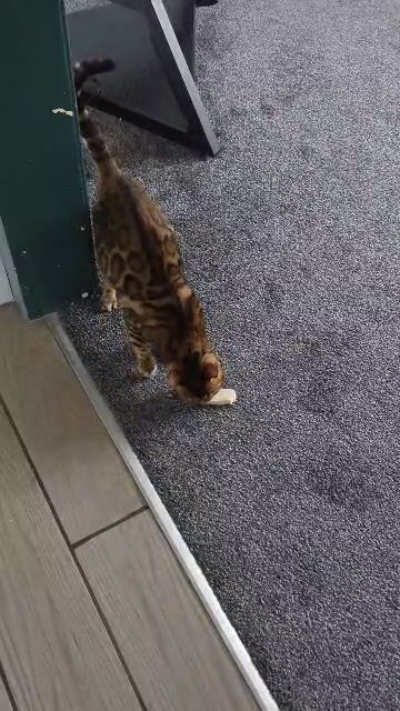 beautiful female bengal in Swansea
