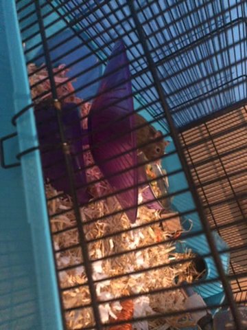9 Week Old Male Syrian Hamster For sale ASAP Needs A Home in London