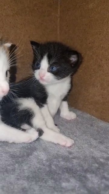 WONDERFUL KITTENS FOR SALE in London