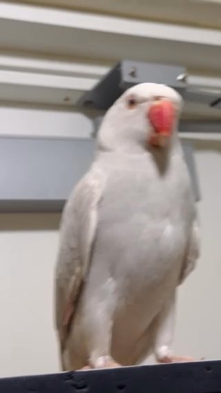 Grey/White Mutation Ringneck For Sale in London
