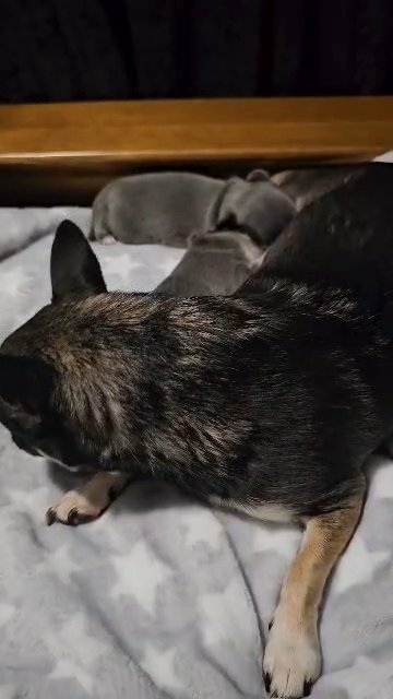 Blue Chihuahua puppies in Wakefield