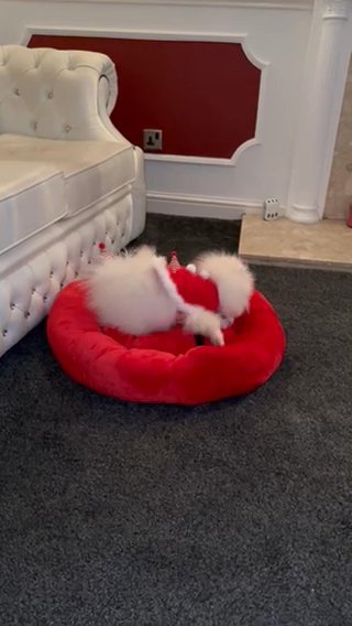 Stunning  Pomeranian  puppies in Coventry