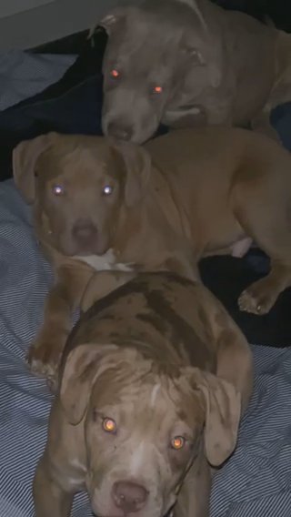 American Bullies Ready To Leave Last Few Left in London
