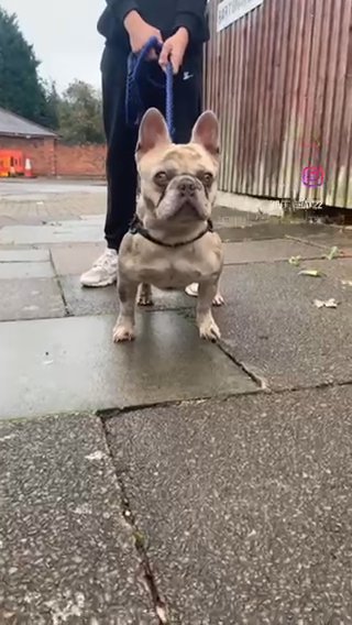 Male Frenchie in North West Leicestershire