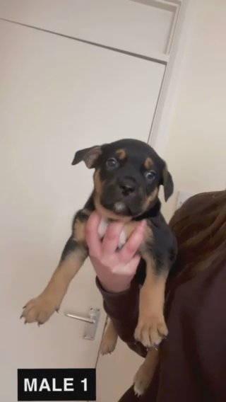 Black Tri Male in Cambridge