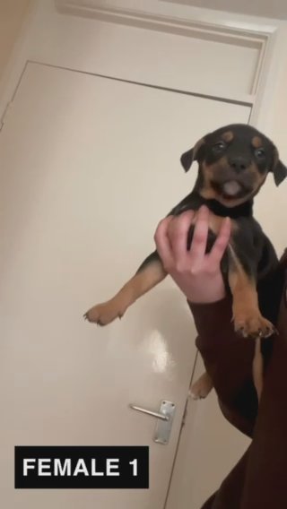 Black Tri Female in Cambridge