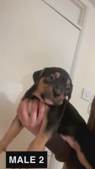 Black Tri Male in Cambridge