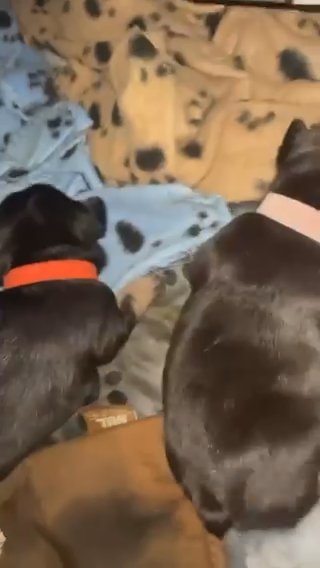 KC FRENCH BULLDOGS in Nottingham