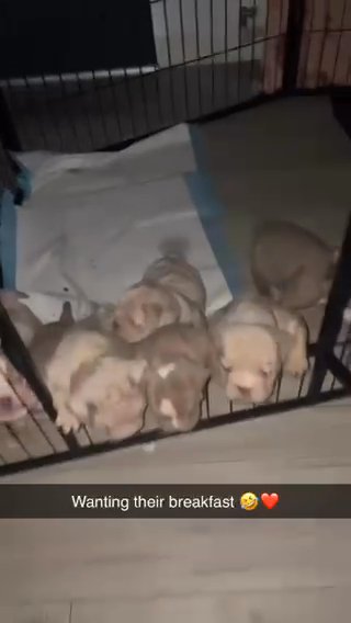 English Bulldog Pups in Glasgow