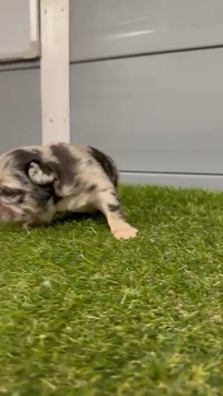 French bulldogs merle visual fluffy Ready Now in North East Lincolnshire