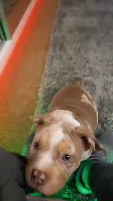 Lovely pocket bully reluctant sale in South Staffordshire