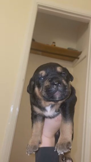 baby boy in Huntingdonshire