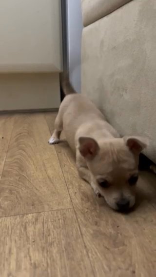 Chihuahua Puppy For Sale in North Lincolnshire