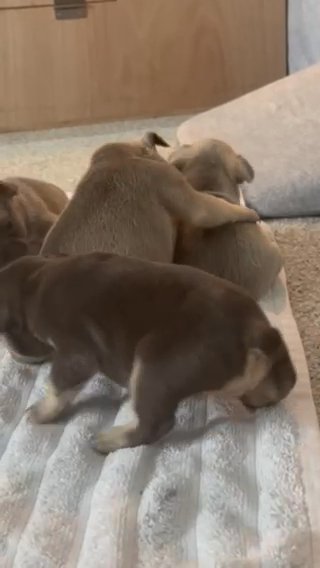 French Bulldog Puppies in Newcastle upon Tyne