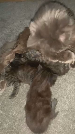 Mainecoon X in Bradford