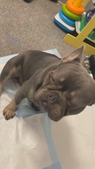 PROVEN KC French Bulldog in Nottingham