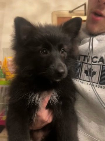 Selling My Pomaranian And German Spitz Mix Puppy in London