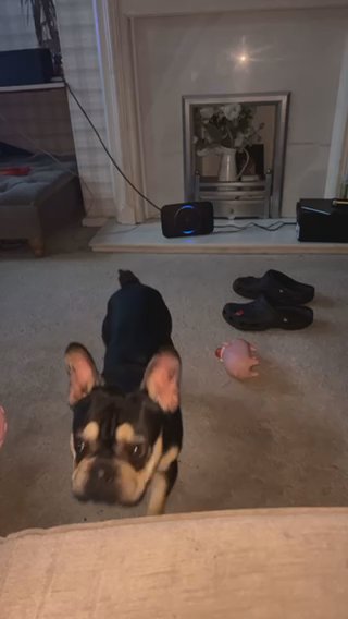 French Bulldog in Warrington