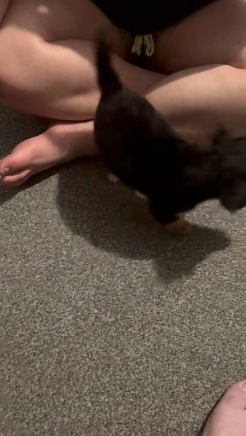 Jack x dachshunds one boy one girl left in Wakefield