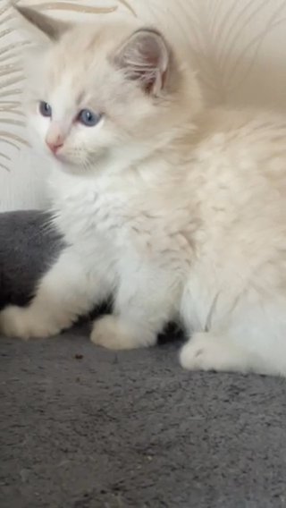 Blue Bicolor Ragdoll in Coventry