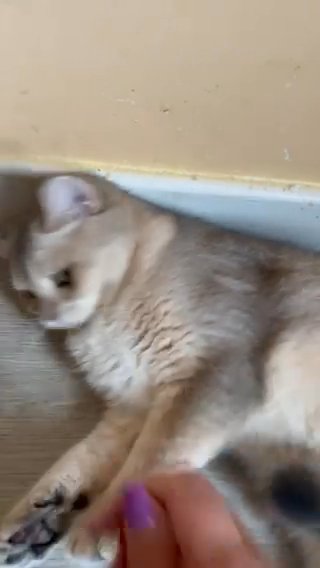 Amazing BSH Bluegolden Shaded very rare colour in Huntingdonshire
