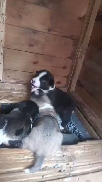 American Akita puppies in Birmingham