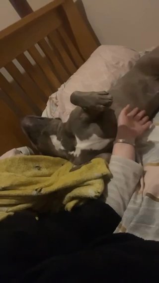 Female Blue Staffy in Rugby