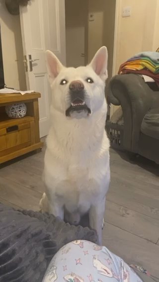 Proven American Akita Stud in London