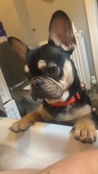 Frenchie For Sale Looking For His New Forever Home ❤️ in Warrington