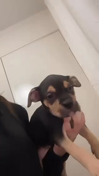 beautiful babies still available in Cambridge