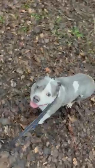 American Bully Female Pocket/ Standard in Wolverhampton