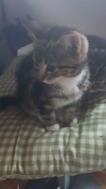 12 week old mixed breed kittens in Liverpool