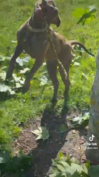 Gorgouse Female Cross Dog For Sale in Liverpool