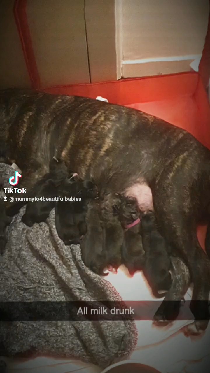 presa canario cross in Sheffield