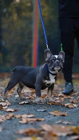 Husky French Bulldog Sold Sold Sold in Basildon