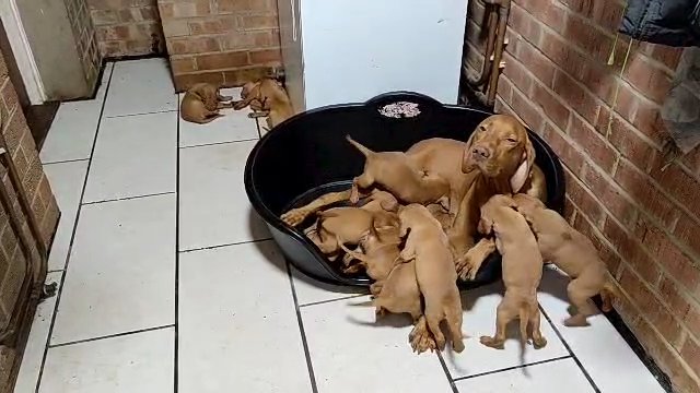 lovely and lively chunky Hungarian Vizsla puppies in Northampton