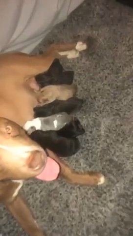 Sharpie Cross Staffy in Birmingham