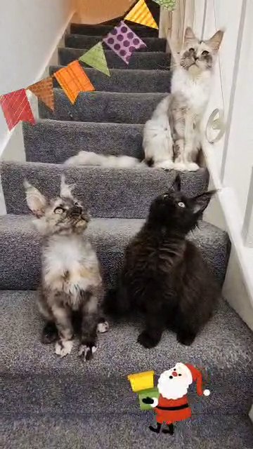 Maine coon Female Active in London