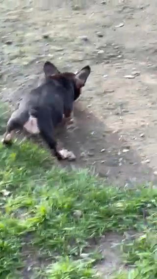 French Bulldogs in Barnsley