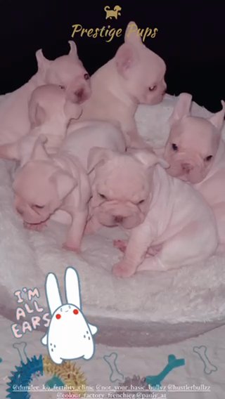 ?Horse Coat Velvet French Bulldog Pups ? in Glasgow