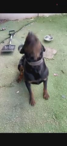 German rottweiler in Preston
