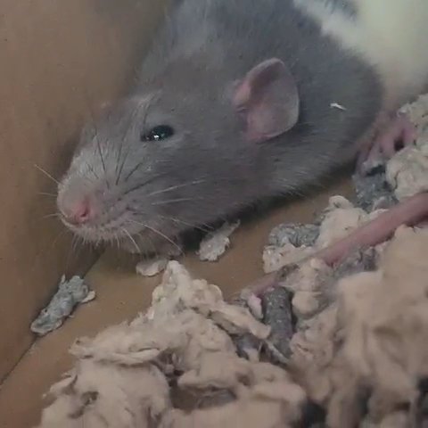 Two female dumbo rats in Walsall