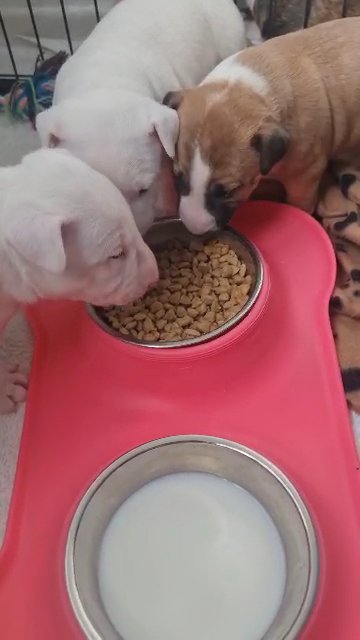 Miniature English Bull Terrier in Preston
