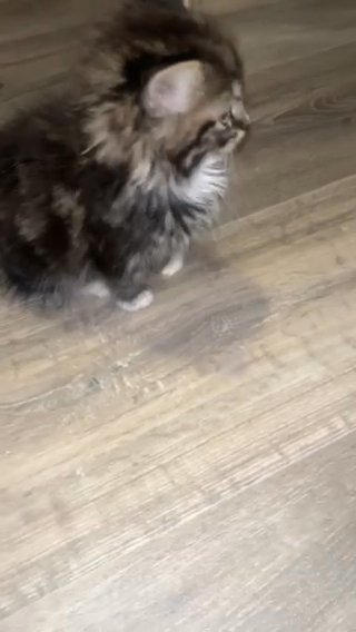 Kitten in Nottingham