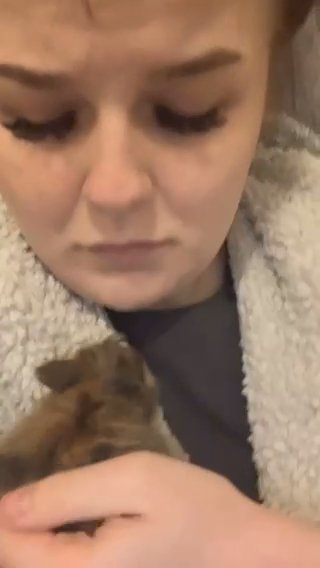 Light Brown Harlequin Lionhead x Dwarf Bunny in London