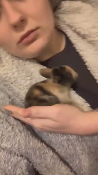 Mixed Coloured Lionhead X Dwarf Bunny in Maidstone