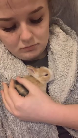 Beautiful Light Coloured Harlequin lionhead x Dwarf Bunny in Maidstone