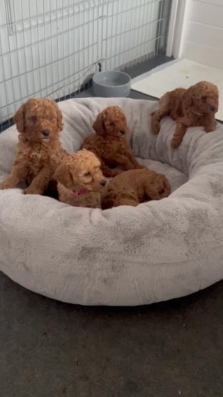 Two Left Kc Reg, Red Miniature Poodles in Manchester